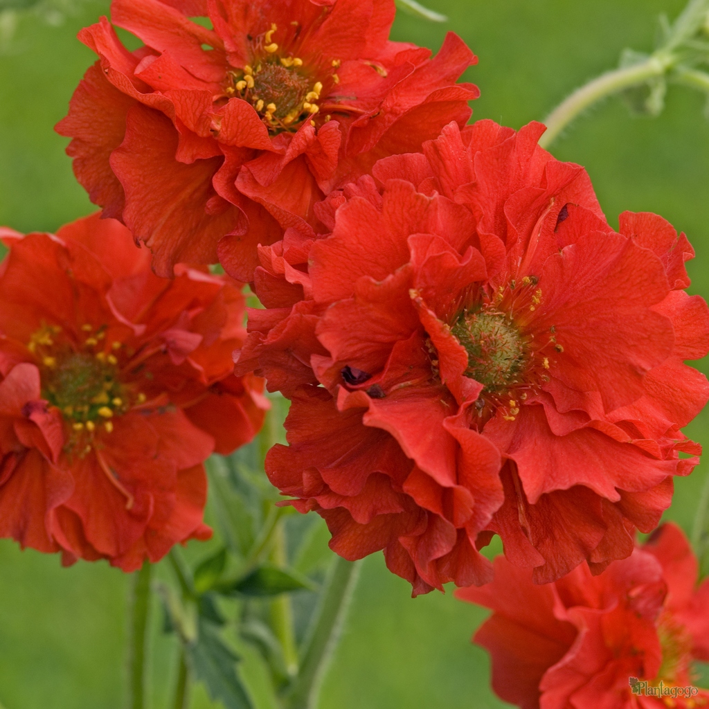 Geum Chiloense Red Dragon from the Chelsea Gold Medal winning nursery 